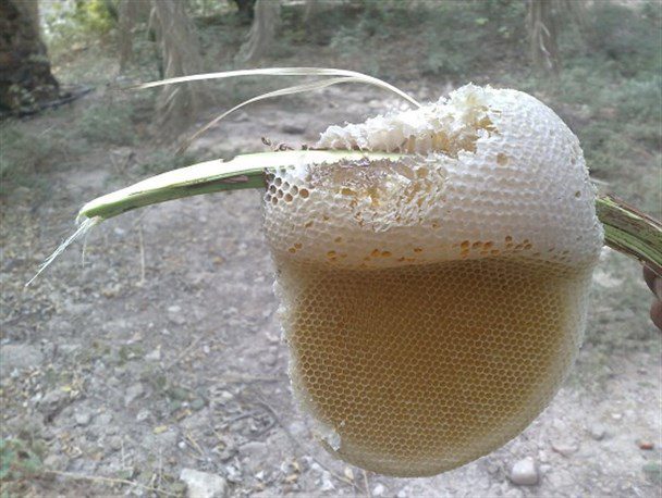 عسل وحشی واقعاً چیست